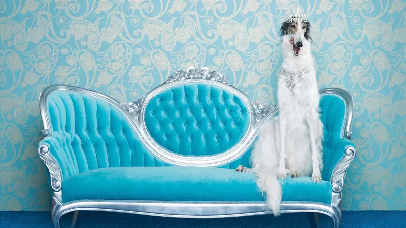 Le coût de possession d'un animal atteint des sommets en 2026