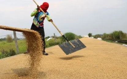 Philippines: August palay prices rise 29.9% year-on-year