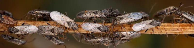 Phytophagous bugs threaten young olive trees in Morocco