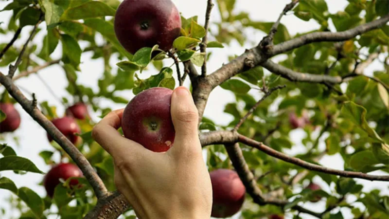 Picking fruit on public land in NZ: rules and tips