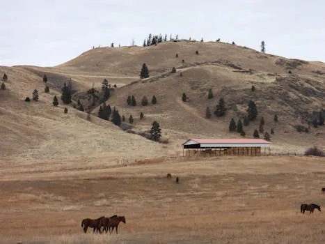 Pine Meadow Ranch accueille des artistes en résidence