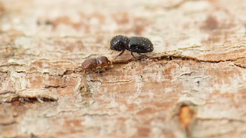 Polyphagous shot-hole borer threatens urban trees in Australia