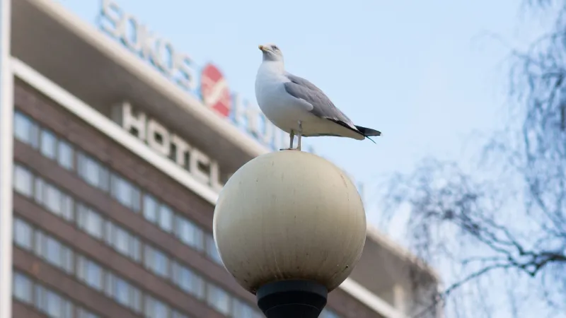 Pom-pom hats suggested as seagull defense in Estonia