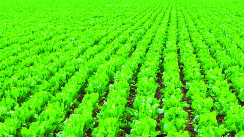 Post-Harvest Storage Gaps Hinder Morocco's Green Plan