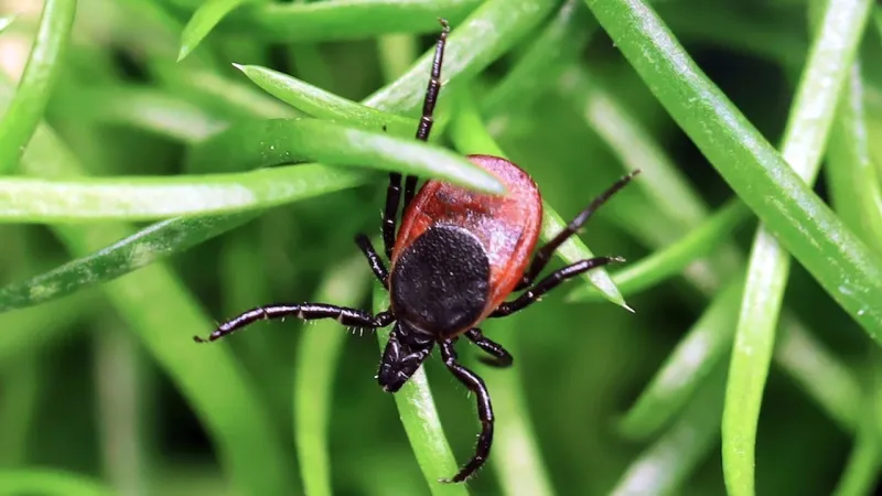 Powassan virus: Rare tick-borne disease spreading in US
