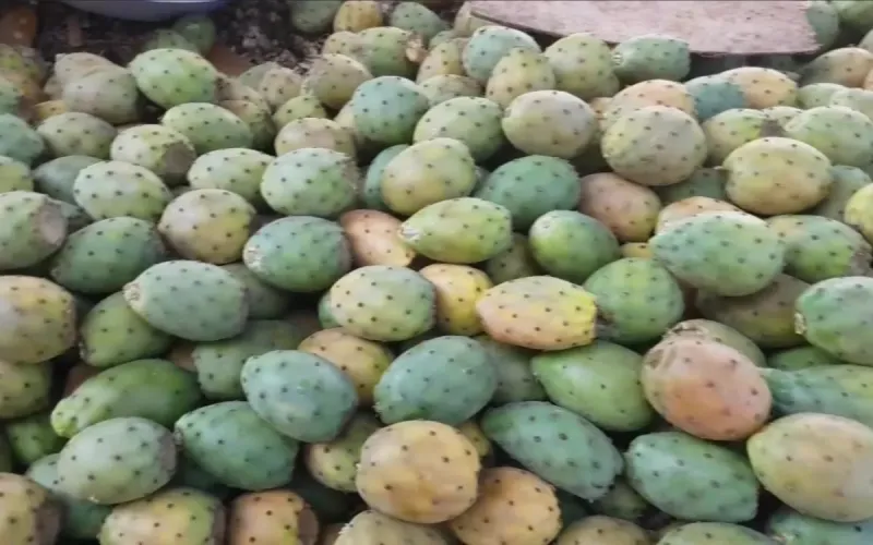 Prickly Pear Becomes Luxury Fruit in Morocco