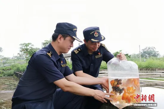 Qingyuan Ornamental Fish Exports Reach 200,000 in H1