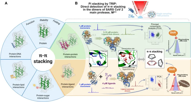 Quantum Forces Measured for Drug Design