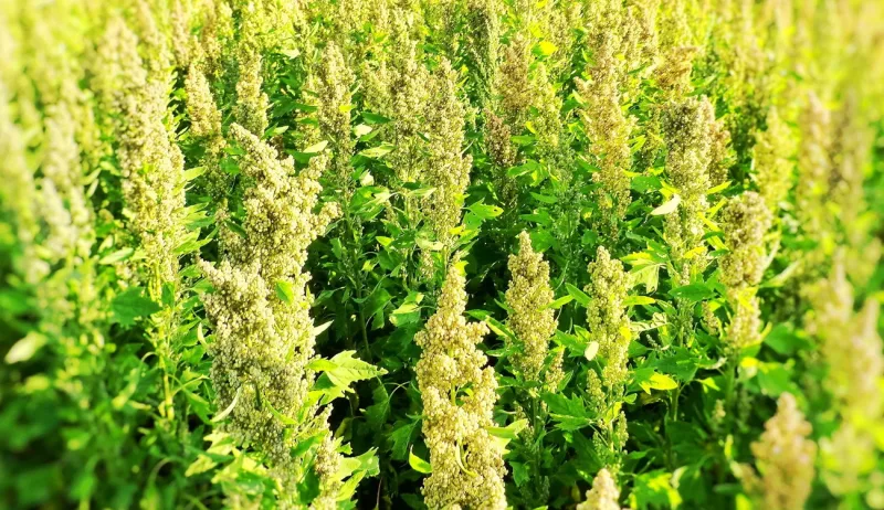 Quinoa's Potential in Arid Regions Faces Challenges