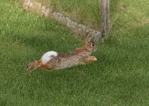 Les dégâts des lapins sur le nerprun à feuilles de fougère ne seraient pas permanents