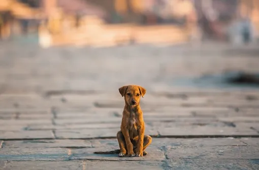 Rabies: Updated Travel Advice and Prevention Tips
