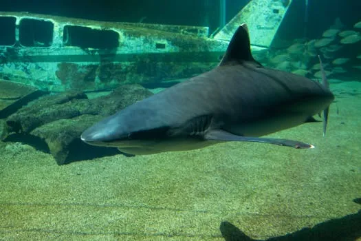 Les Raiders cherchent à se venger des Sharks après l'élimination