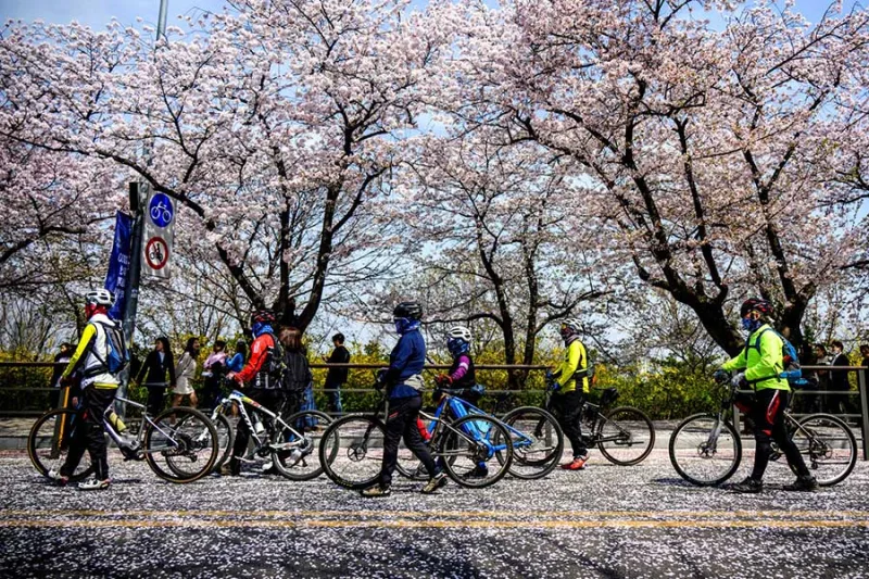 Pluie et vent écourtent la saison des cerisiers en Corée du Sud