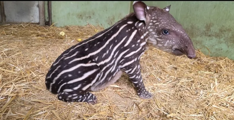 Rare Tapir Birth at Casablanca Zoo, First in Morocco