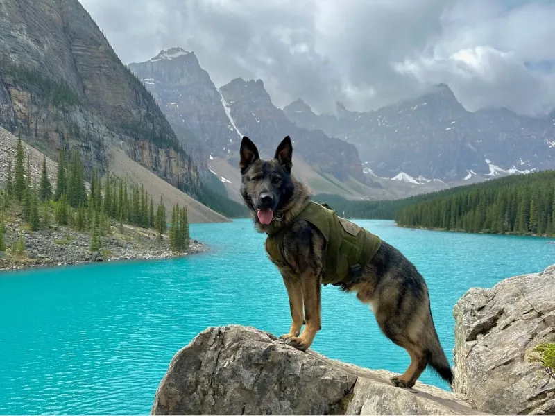 RCMP police dog injured in High River armed robbery pursuit