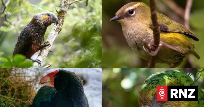 Record Votes in 2026 Bird of the Year