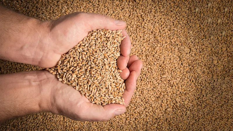 Blé : la hausse des coûts du fret menace les prix