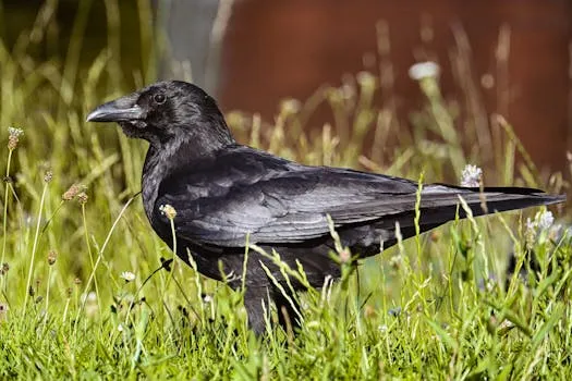 Risk-Taking Ravens Face Higher Mortality Near Humans