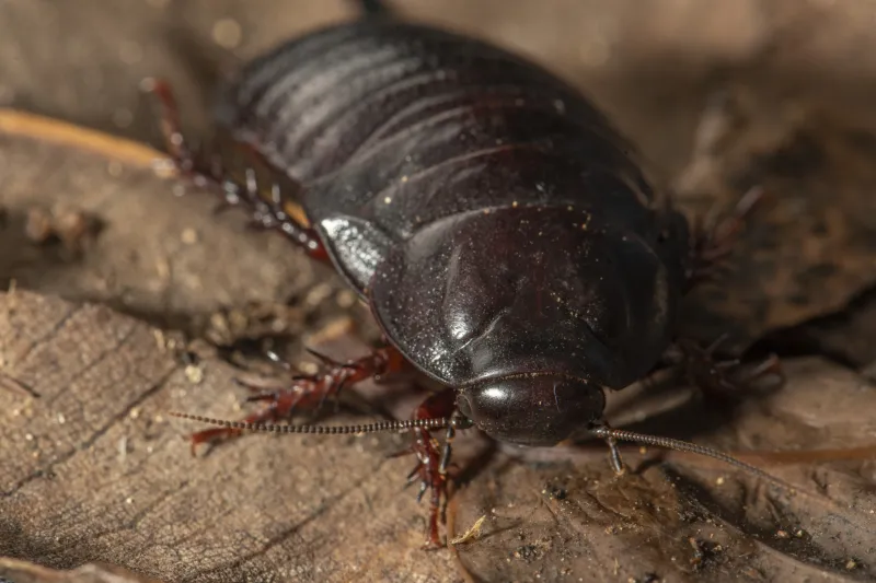 L'élimination des rongeurs provoque une explosion d'insectes sur l'île Lord Howe