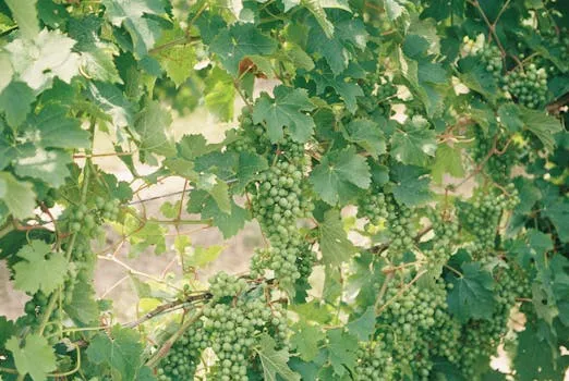 Rodney Strong Vineyards s'associe aux Yankees de New York