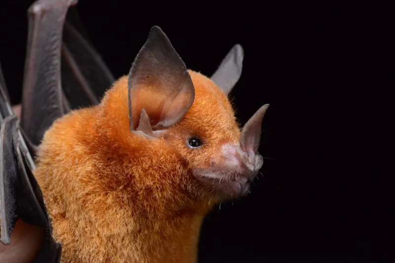 Le ROM aide à réviser l'arbre généalogique des chauves-souris