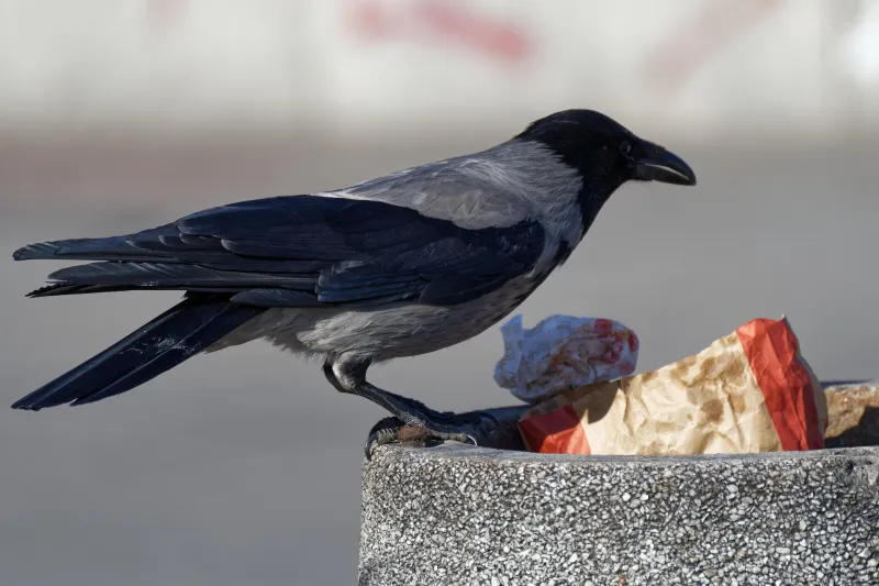 RSPCA Urges Litter Picks as Animal Harm Rises