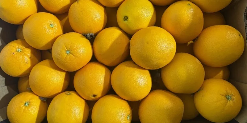 Russia bans Moroccan citrus over pest concerns