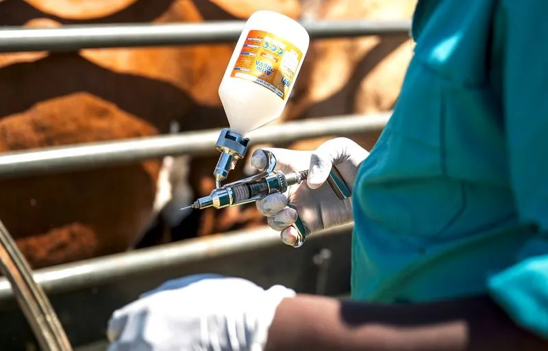 SA expands FMD vaccination, stresses biosecurity