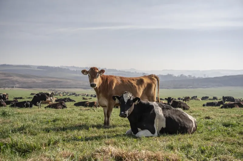 SA to Allow Private FMD Vaccine Production