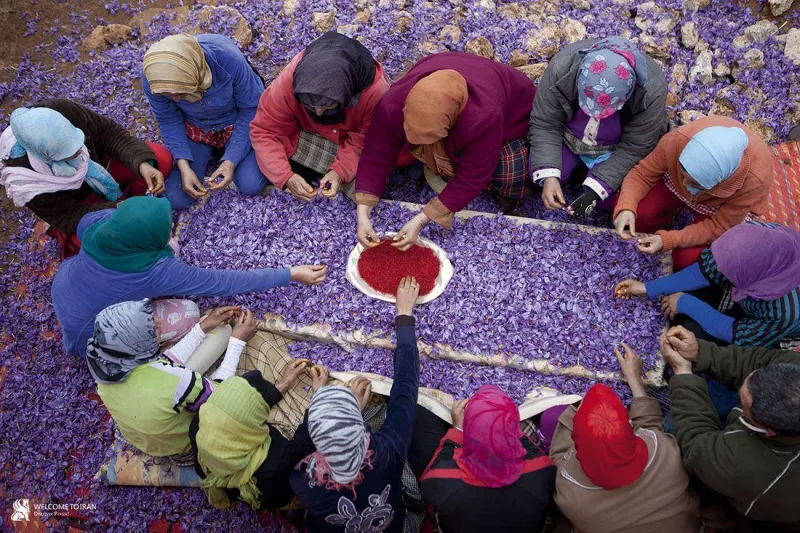 Saffron Training for 30 Farmers in Taroudant