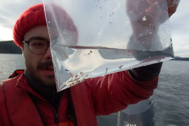 Salish Sea Chinook salmon diets vary by region, study finds