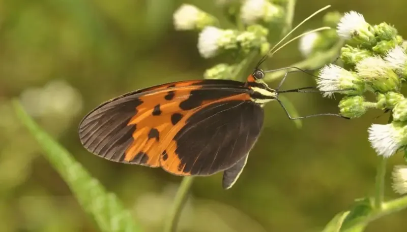 Same Gene Used for 120 Million Years Challenges Random Evolution