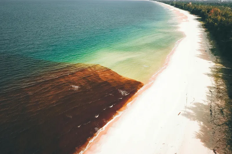 Sargassum seaweed blooms may be predictable for carbon removal