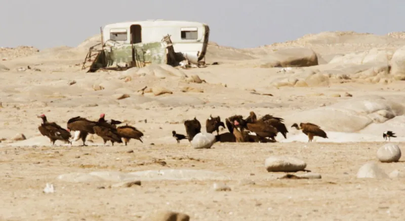 Scavengers play vital role in Namibia's coastal ecosystem