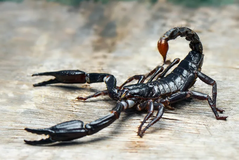 Scorpion Stingers Fortified with Zinc and Iron