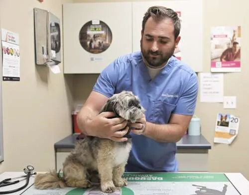 Screwworm risk low for suburban pets, experts confirm