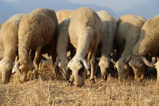 SDSU recommande le test des nitrates dans les fourrages