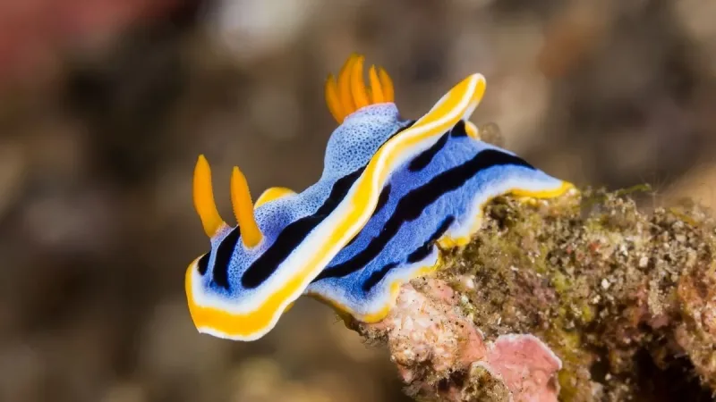 Sea Slugs Use Skin Crystals as 'Pixels' for Color