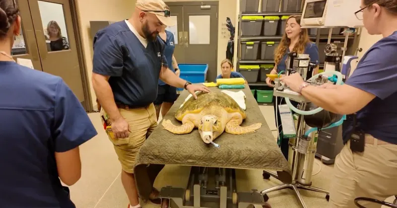 Sea turtle saved by human endoscopy after swallowing 20 hooks