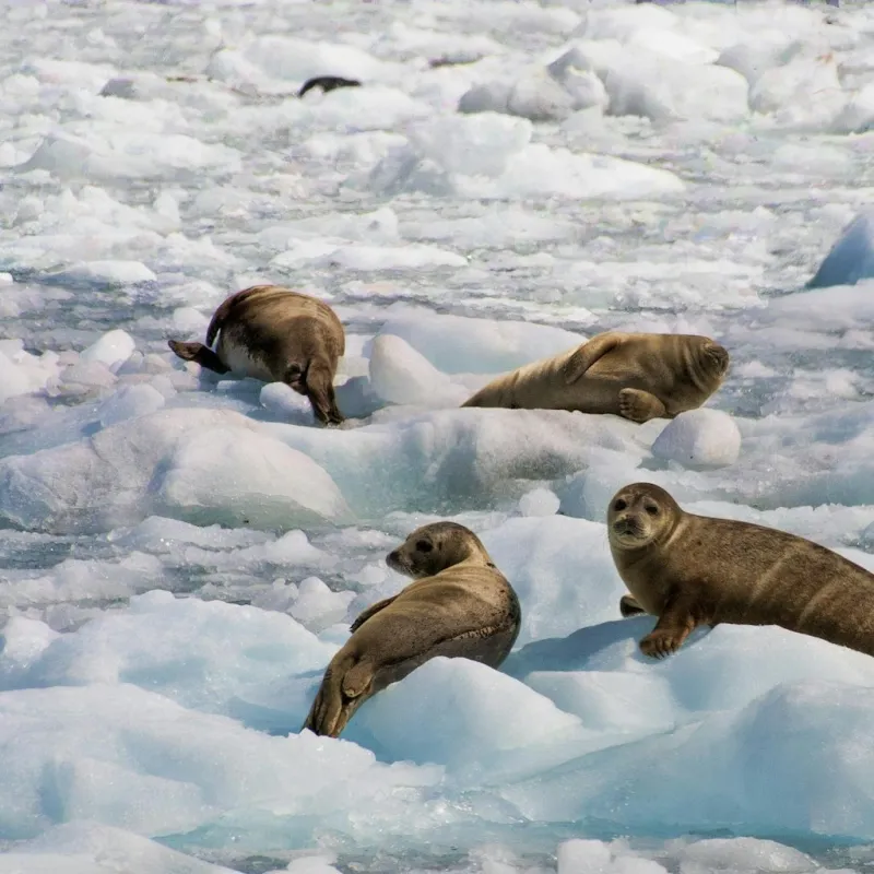 Seabourn Alaska Cruise: $11,558 for Two
