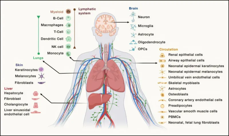 Atlas des cellules sénescentes pourrait aider les thérapies anti-âge