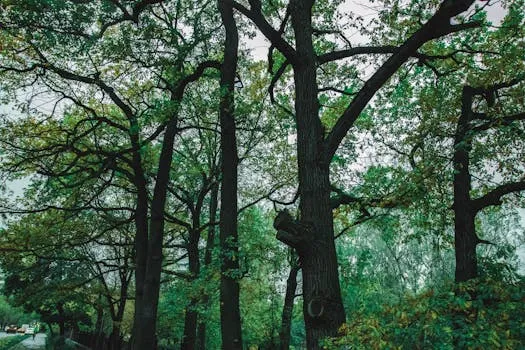 Seven Trees to Be Removed from Ritter Park