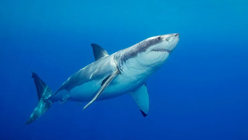 Shark Kills Grandfather-to-Be at Perth Beach