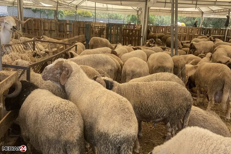 Sheep Meat Prices Surge Near 200 DH/kg in Morocco