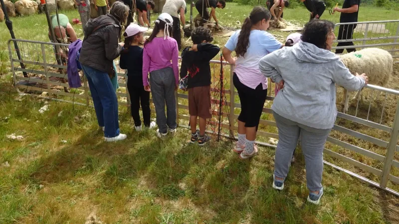 Sheep Shearing Event on Mont St-Cyr Fascinates Visitors