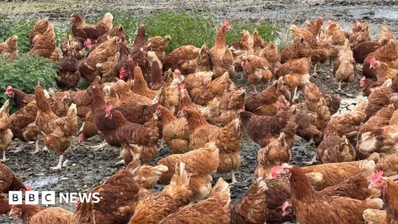 Shropshire farmer relieved as bird flu housing order lifted
