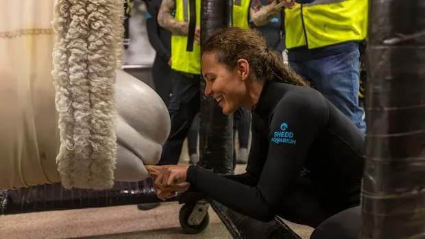 Six bélugas de Marineland transférés aux États-Unis