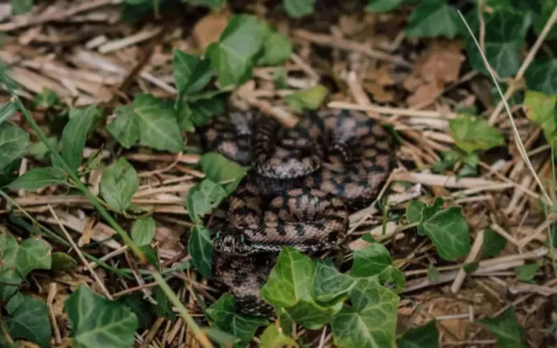 Snakebite Sends Youth to Hospital in Tinghir