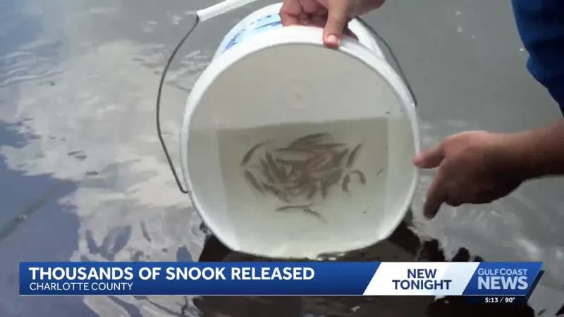 Snook Released at Tippecanoe Environmental Park