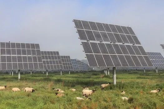 Solar Farm Boosts Sheep Farming in Orangeburg